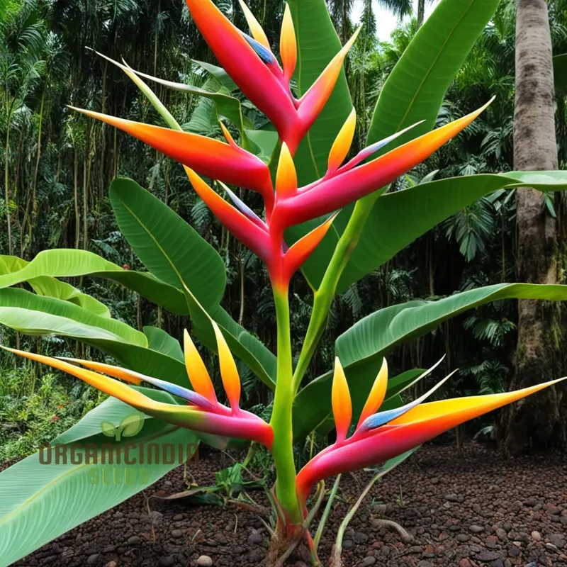 Heliconia Rostrata Bird of Paradise Plant Seeds, Cultivate Tropical Splendor in Your Garden