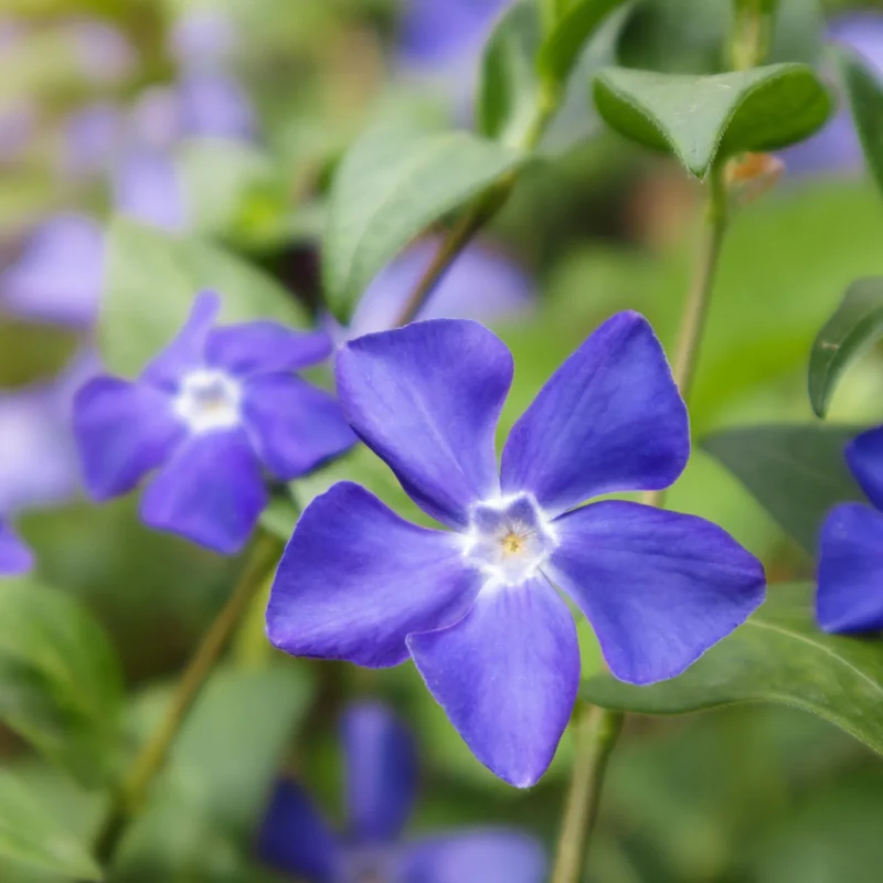 Vinca Minor Flower Seeds for Gardening and Planting
