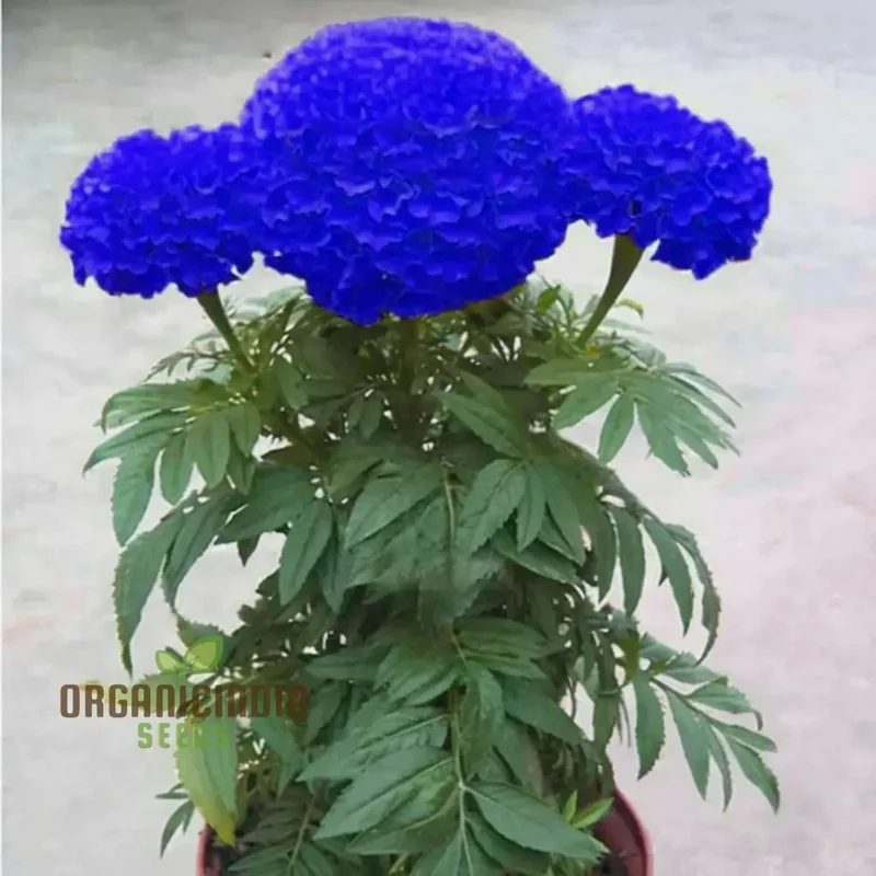Marigold Blue And Yellow Flower Seeds for Planting And Gardening