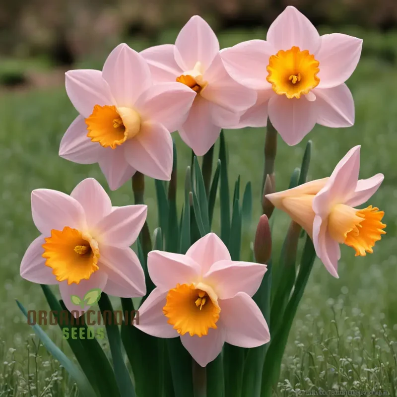 Daffodils Flower Seeds for Planting Pink White