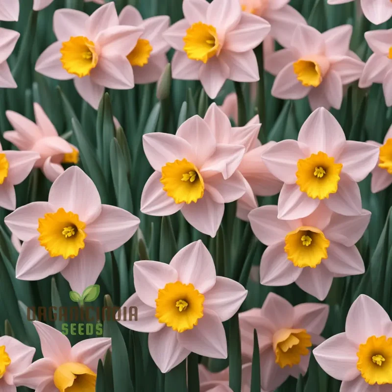 Daffodils Flower Seeds for Planting Pink White