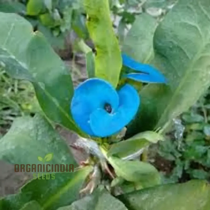 Blue Euphorbia Millie Seeds – Vibrant Blooms for Garden Planting