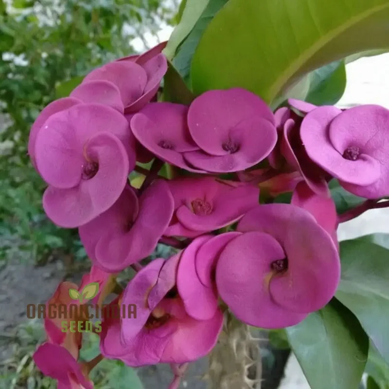 Blue Euphorbia Millie Seeds – Vibrant Blooms for Garden Planting