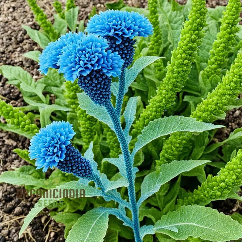 Blue Cockscomb Flower Seeds for a Stunning and Lively Garden Display