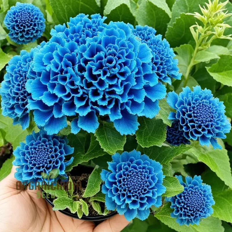 Blue Cockscomb Flower Seeds for a Stunning and Lively Garden Display