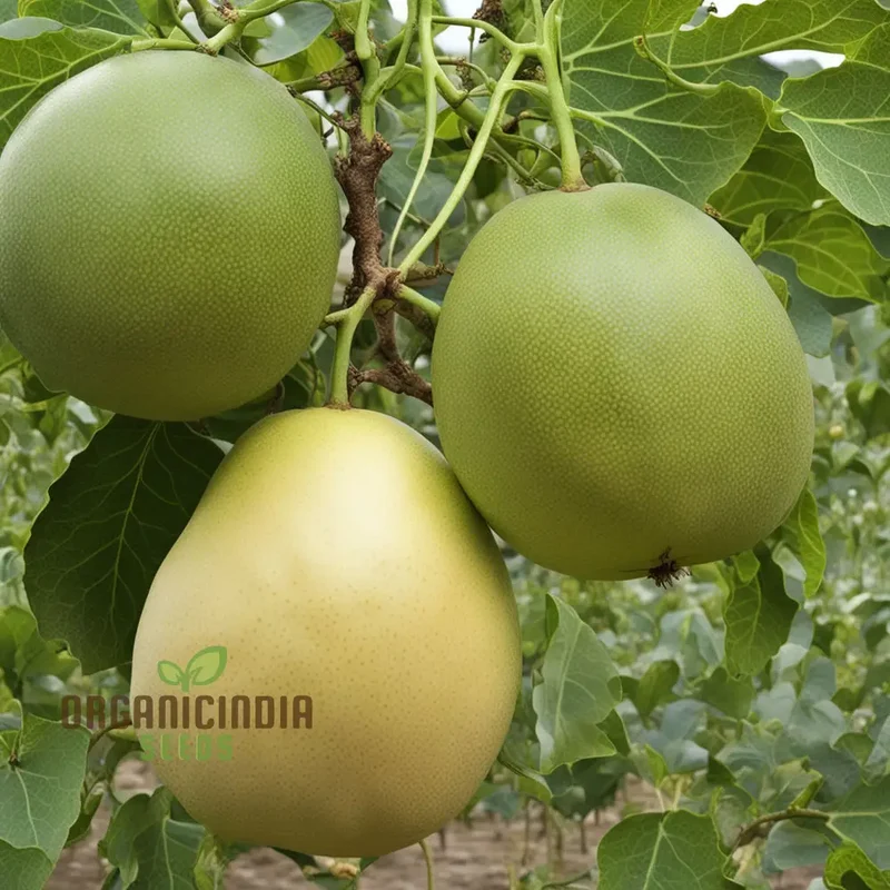 Grenadian Passiflora Ligularis Fruit Seeds, Cultivate Exotic Delights from the Caribbean