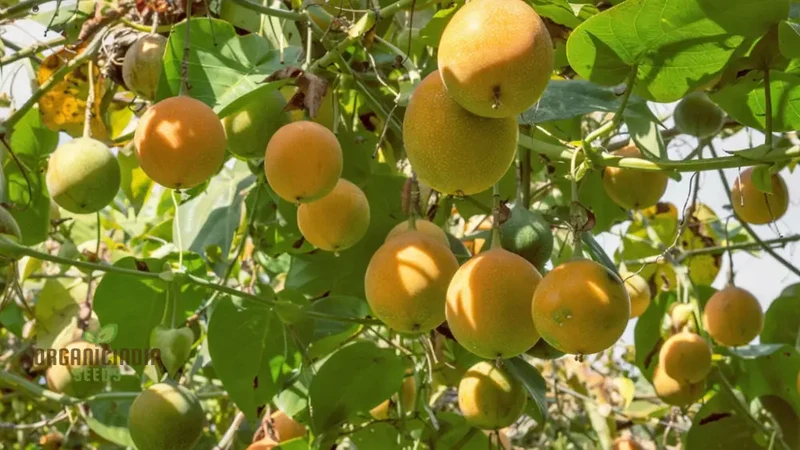 Grenadian Passiflora Ligularis Fruit Seeds, Cultivate Exotic Delights from the Caribbean