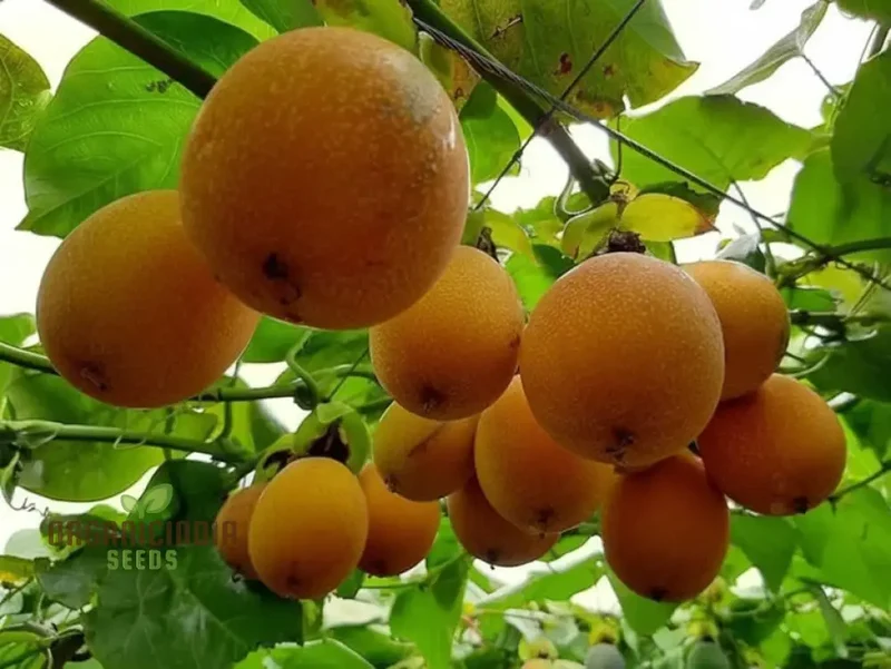 Grenadian Passiflora Ligularis Fruit Seeds, Cultivate Exotic Delights from the Caribbean