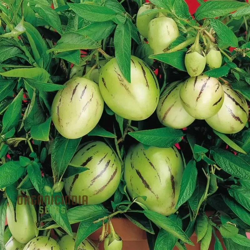 Pepion Solanum Muricate Melon Pear Fruit Seeds, Grow Your Own Exotic Delicacy