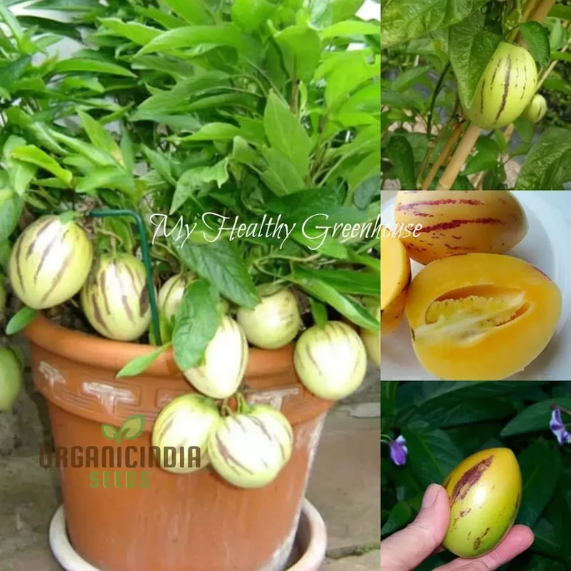 Pepion Solanum Muricate Melon Pear Fruit Seeds, Grow Your Own Exotic Delicacy