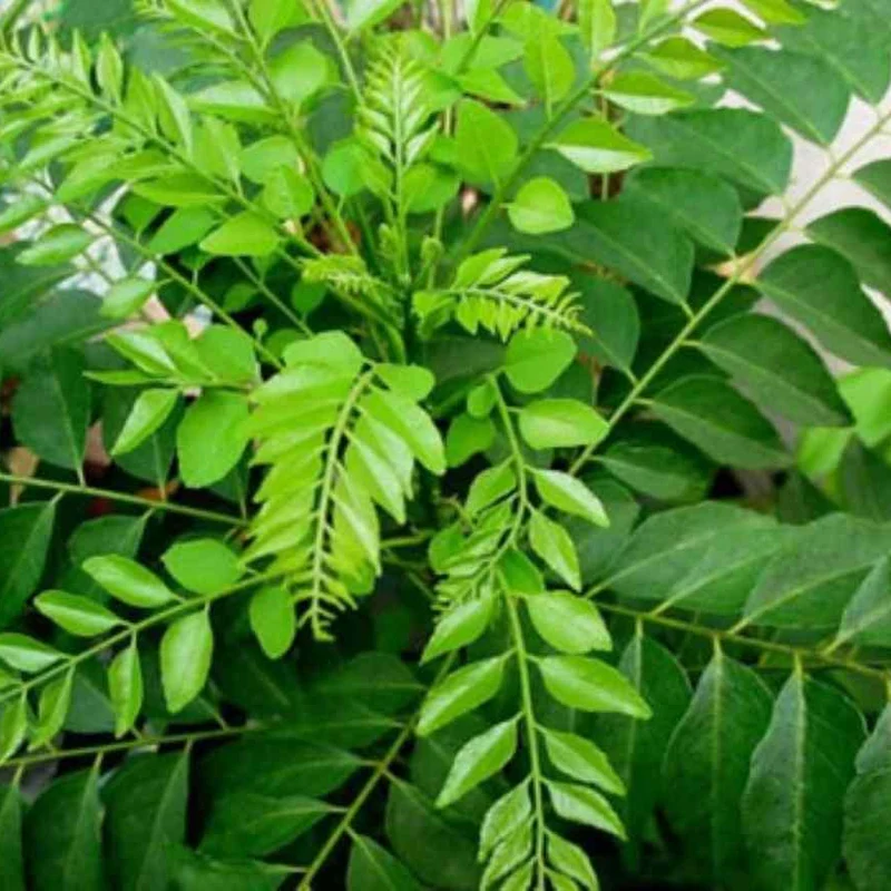 Curry Leaf Seeds – Organic Non-GMO Seeds for Flavorful Culinary Gardening