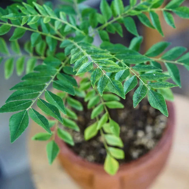 Curry Leaf Seeds – Organic Non-GMO Seeds for Flavorful Culinary Gardening