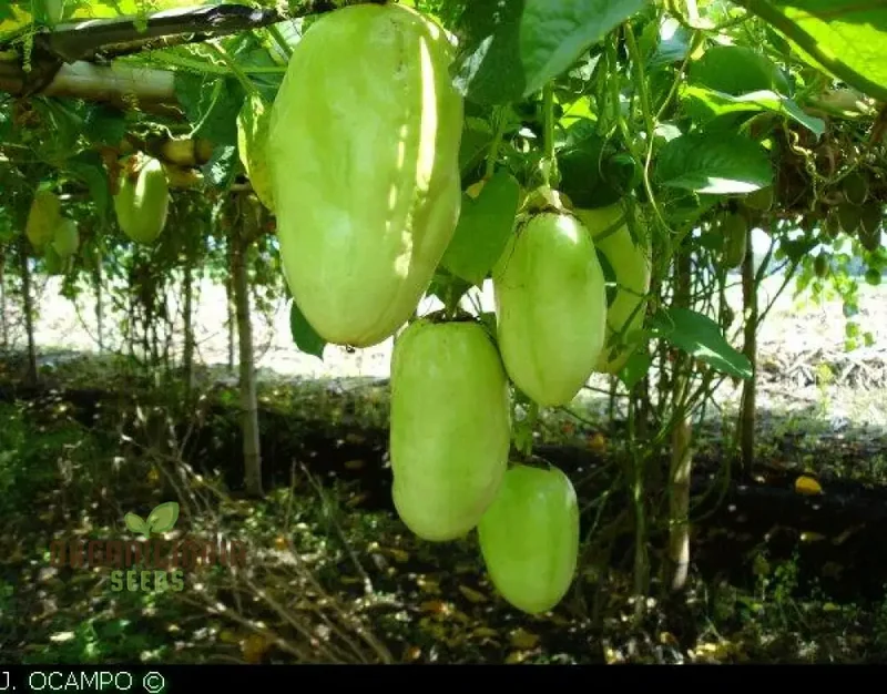 Giant Granadilla Fruit Seeds, Plant for a Bountiful and Delicious Harvest of Exotic Fruits