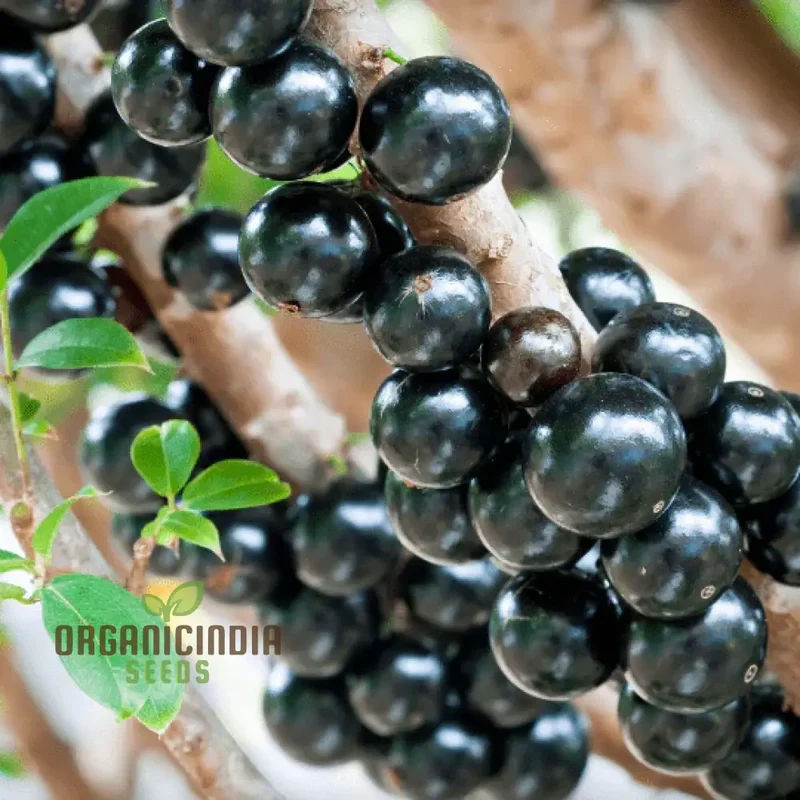 Nurture Nature's Bounty, Jabuticaba Fruit Seeds for Vibrant Plantings