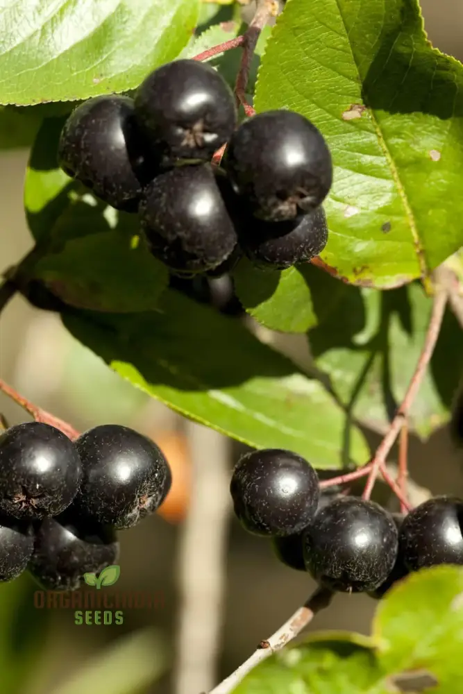 Nurture Nature's Bounty, Jabuticaba Fruit Seeds for Vibrant Plantings