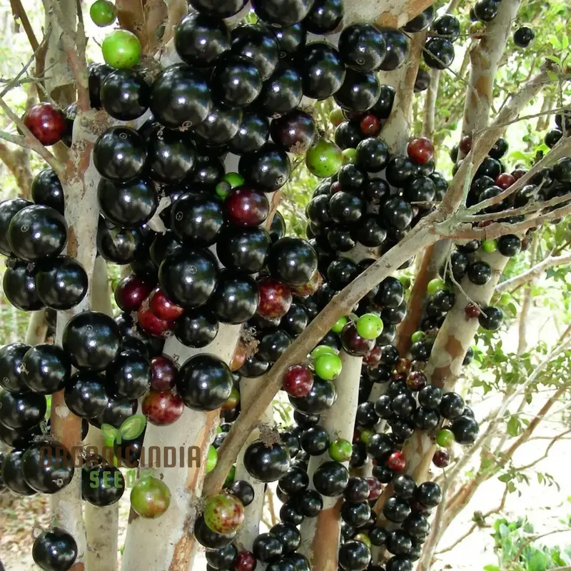 Nurture Nature's Bounty, Jabuticaba Fruit Seeds for Vibrant Plantings
