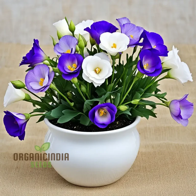 Lisianthus Seeds – Premium Eustoma Variety for Garden Planting & Bouquets