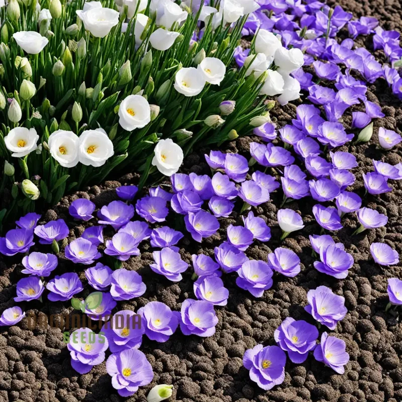 Lisianthus Seeds – Premium Eustoma Variety for Garden Planting & Bouquets