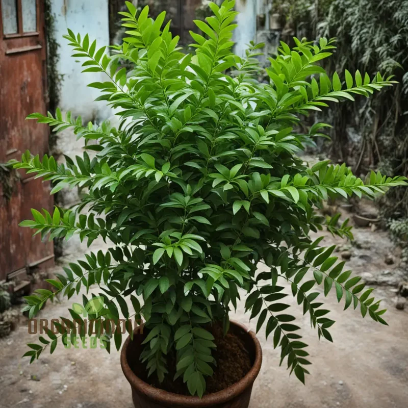 Curry Leaf Seeds – Exotic Murraya Koenigii Non-GMO Seeds for Planting