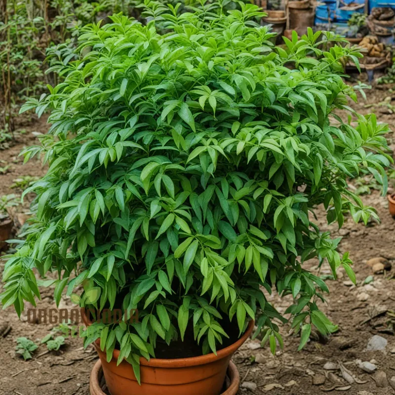 Curry Leaf Seeds – Exotic Murraya Koenigii Non-GMO Seeds for Planting