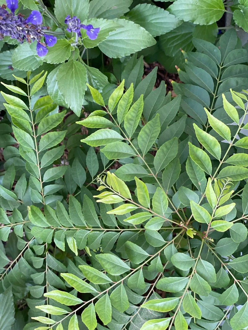 Curry Leaf Seeds – Exotic Murraya Koenigii Non-GMO Seeds for Planting
