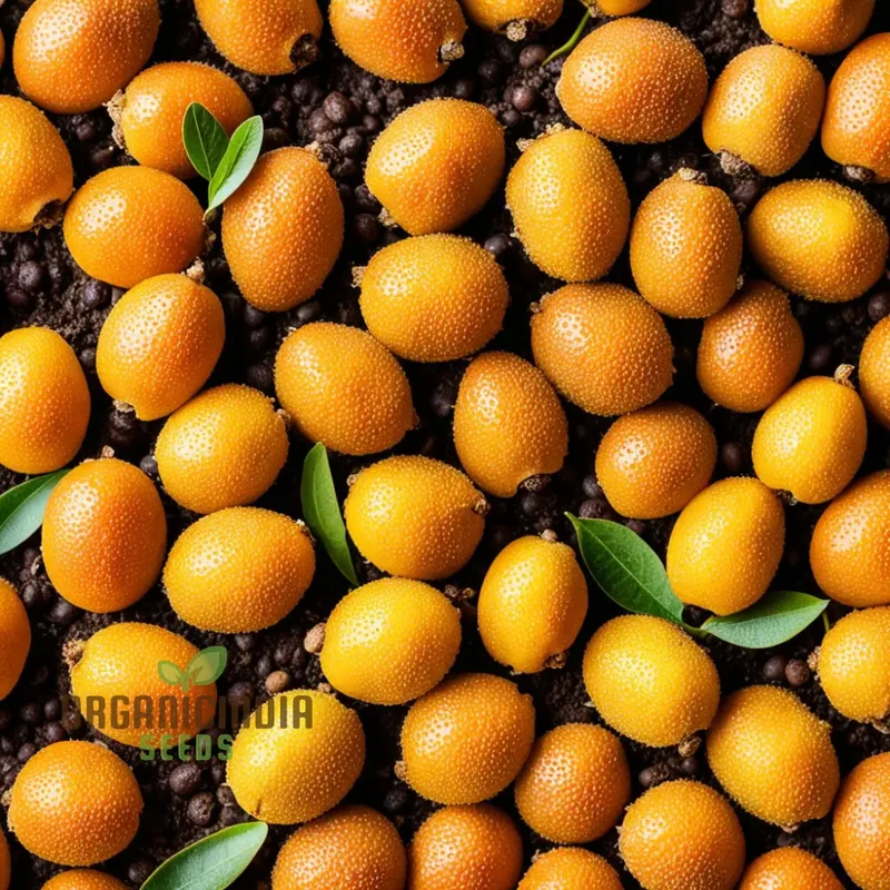 Royal Paradise Garden Rare Loquat Fruit Tropical Exotic Seedling Live Plant