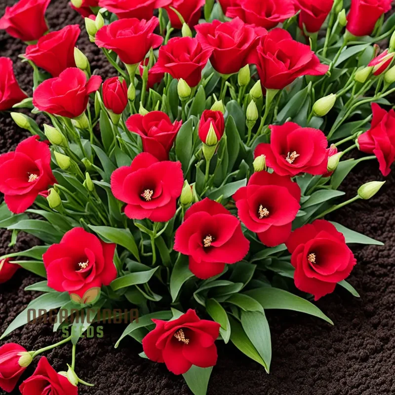 Premium Red Lisianthus Flower Seeds for Planting