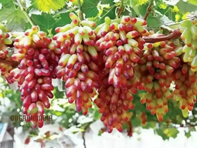 Fruitful Fingers and Flourishing Gardens with Manicure Finger Grape Seeds For Planting
