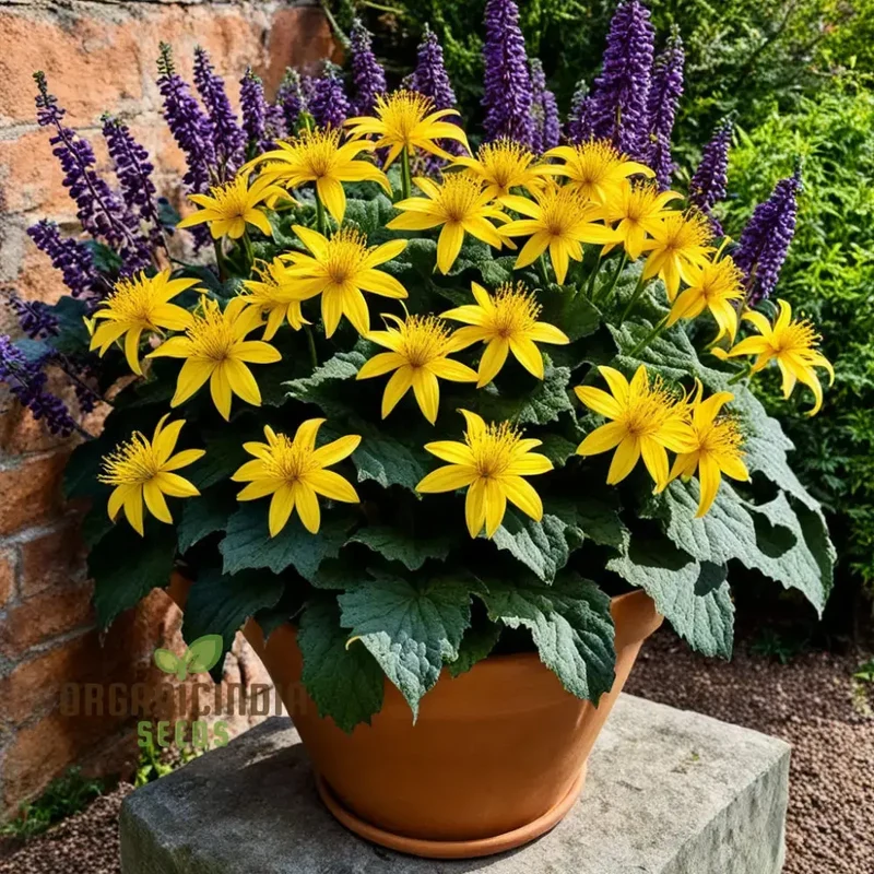 Fresh Ligularia Seeds – Shade-Loving Perennial for Garden Planting