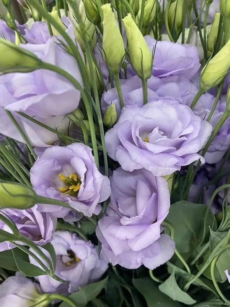 Lisianthus Flower Seeds for Planting, White, Purple Flower Seeds Mix Flower Seeds