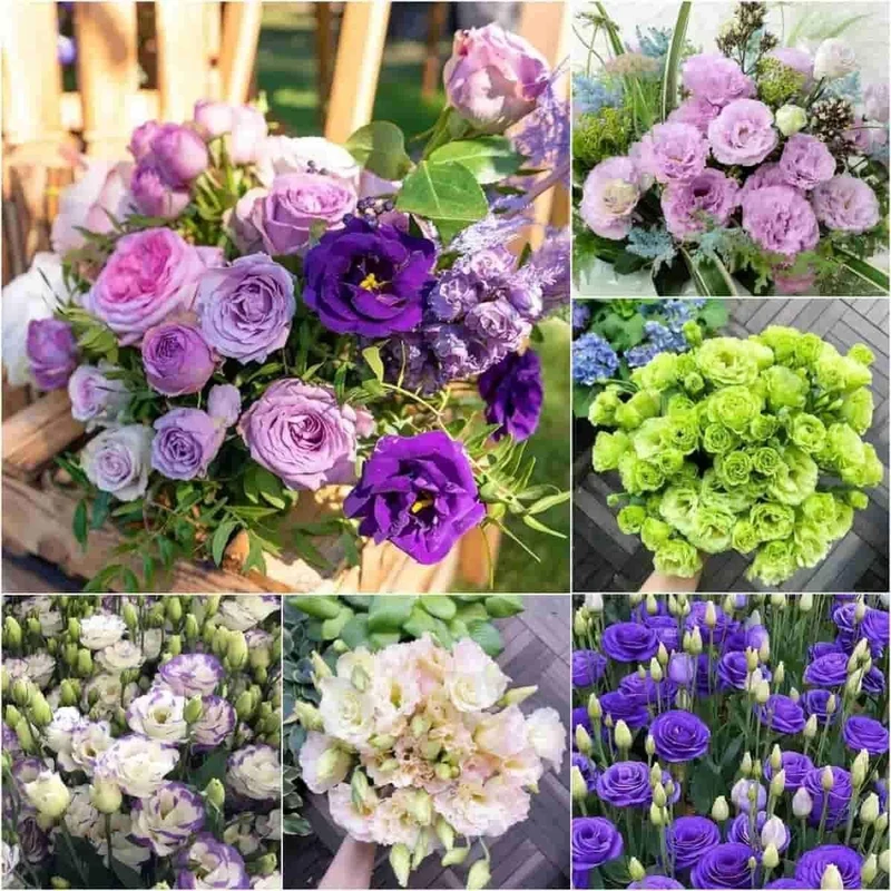 Lisianthus Flower Seeds for Planting, White, Purple Flower Seeds Mix Flower Seeds