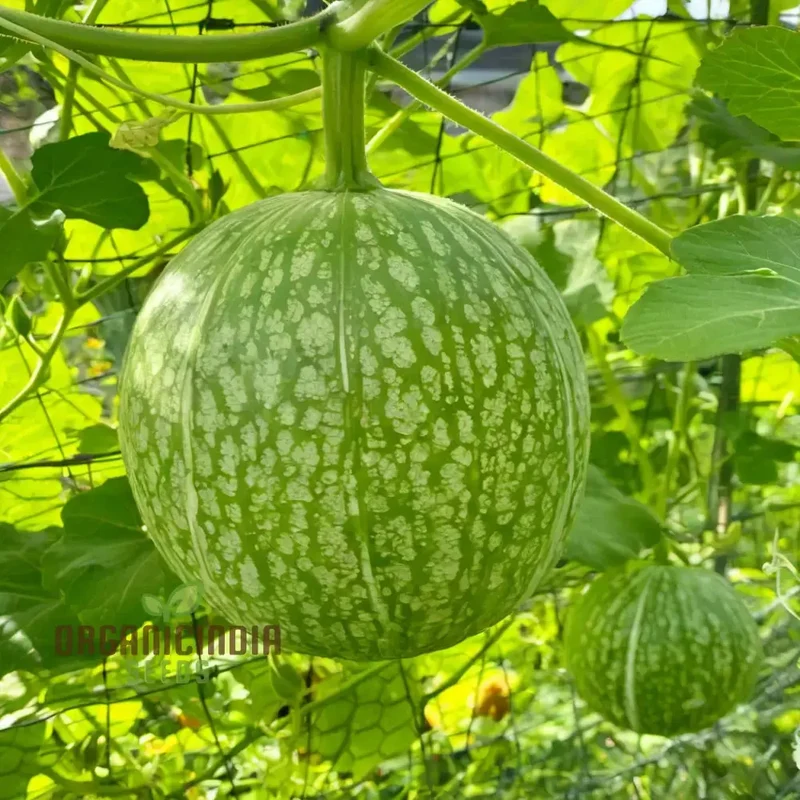Organic Chilacayote Vegetable Seeds For Planting, Grow Your Gardening Fields Naturally with Premium Quality Seeds