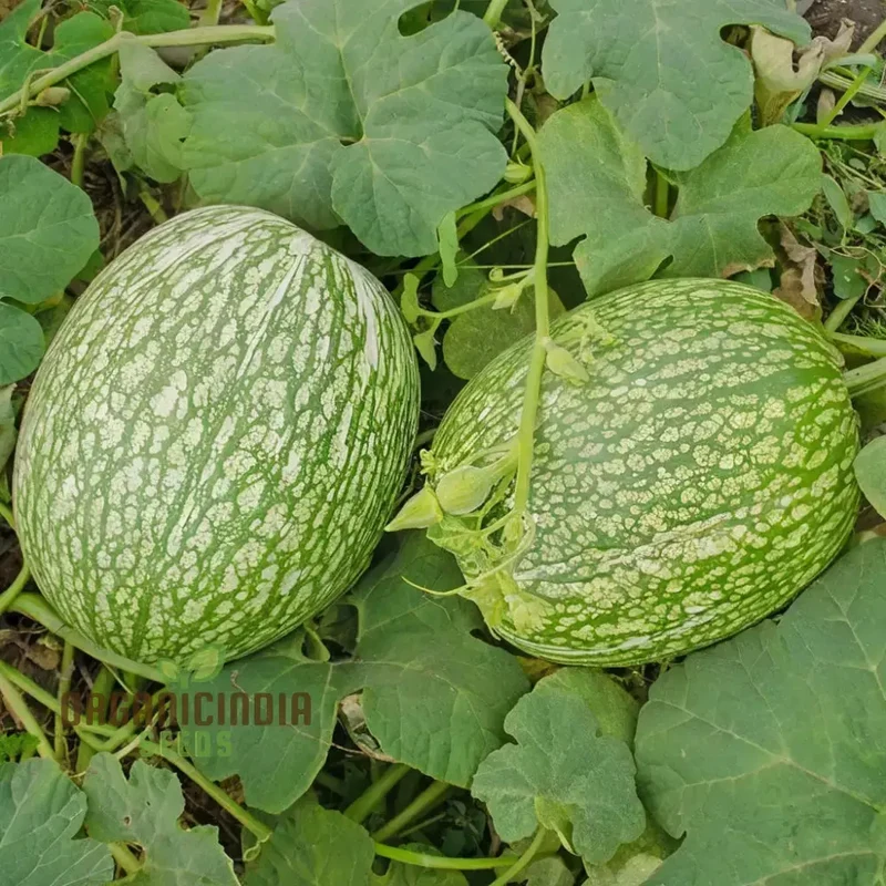 Organic Chilacayote Vegetable Seeds For Planting, Grow Your Gardening Fields Naturally with Premium Quality Seeds