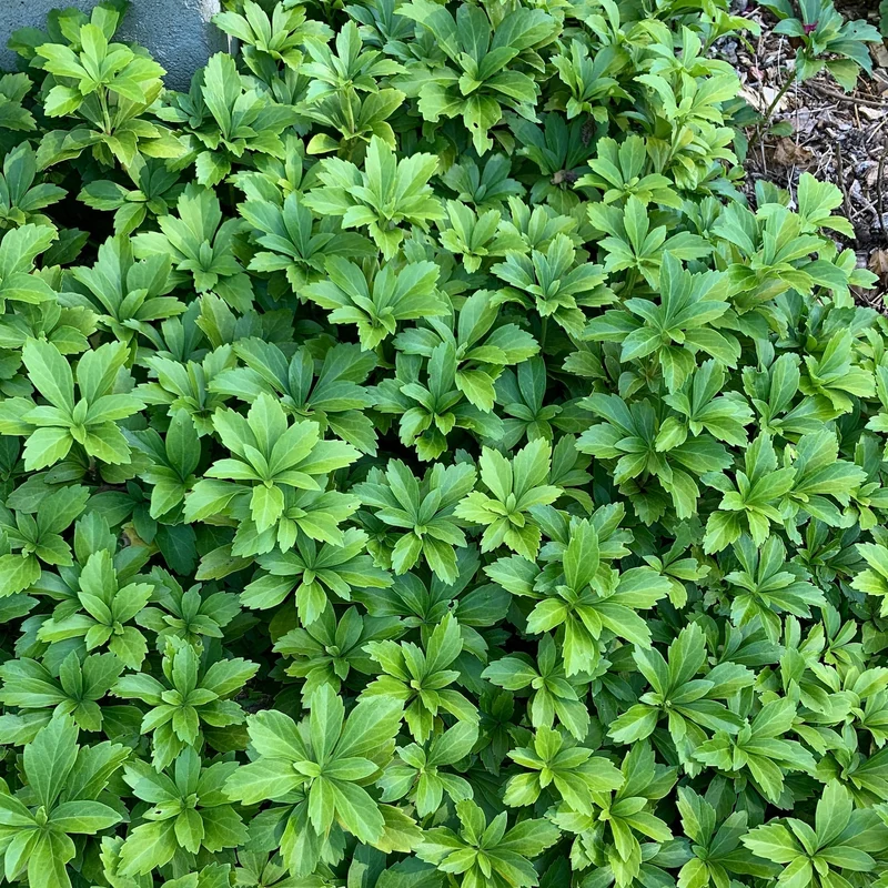 Pachysandra Seeds – Fresh Non-GMO Groundcover Plant for Shade Gardens