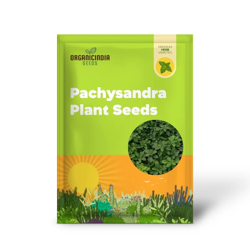 Pachysandra Seeds – Fresh Non-GMO Groundcover Plant for Shade Gardens