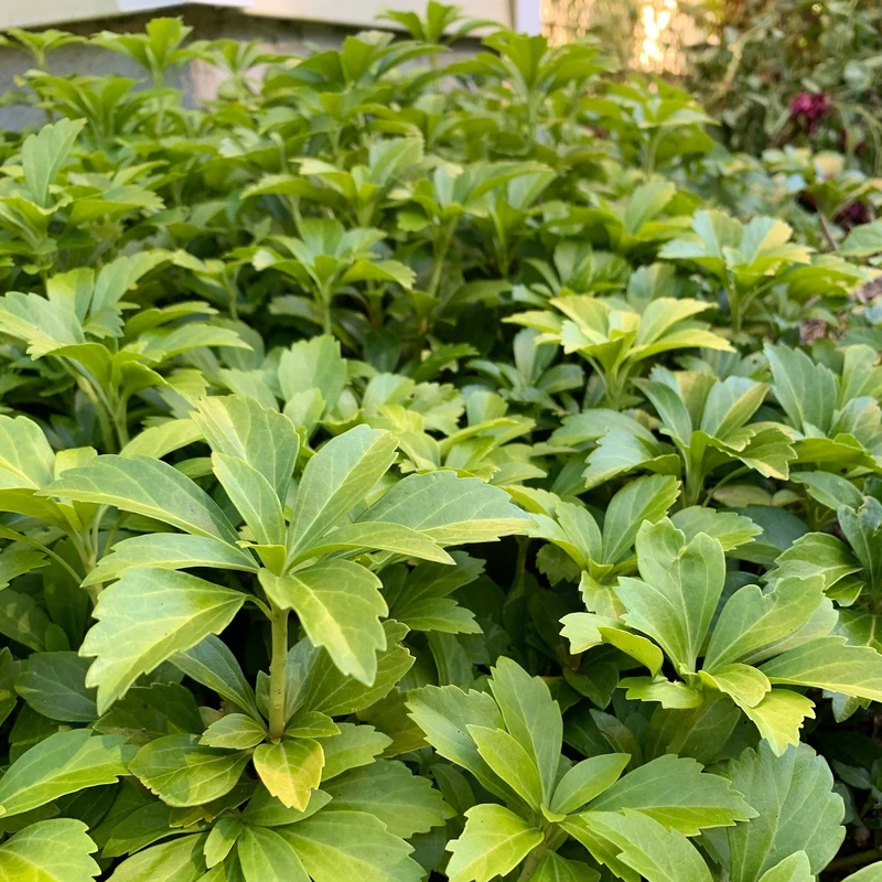 Pachysandra Seeds – Fresh Non-GMO Groundcover Plant for Shade Gardens
