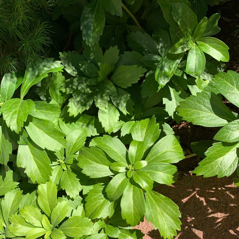 Pachysandra Seeds – Fresh Non-GMO Groundcover Plant for Shade Gardens