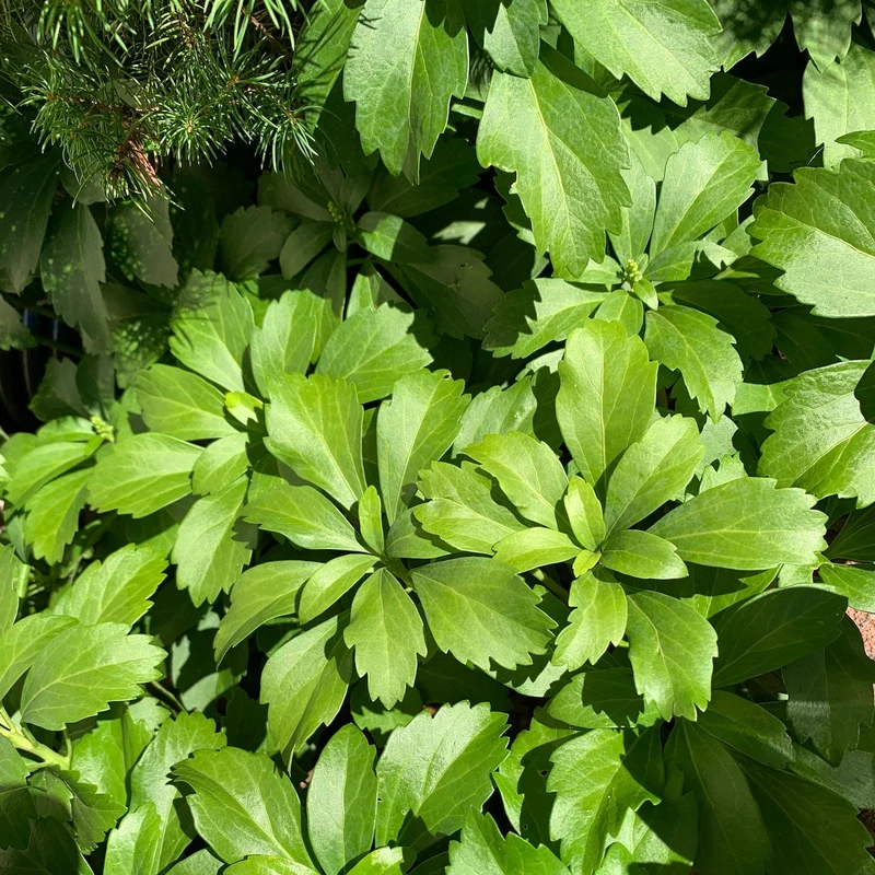 Pachysandra Seeds – Fresh Non-GMO Groundcover Plant for Shade Gardens