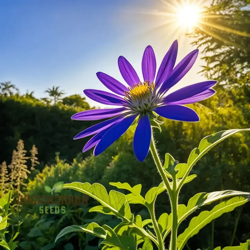 Vibrant Senetti Pericallis Flower Seeds, Start Your Colorful Garden Today
