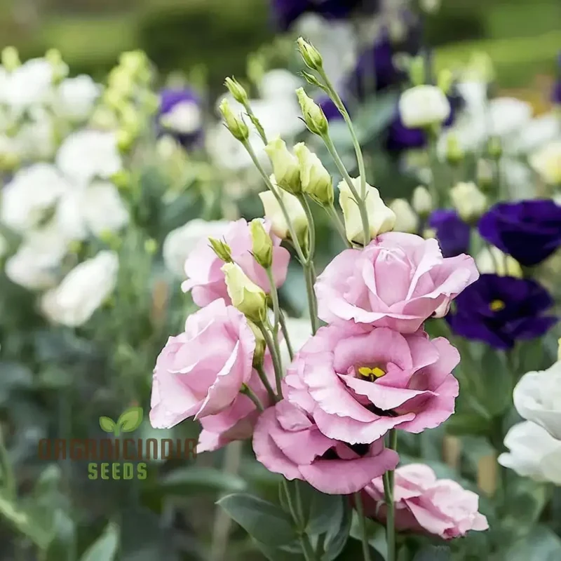 Mixed Lisianthus Flower Seeds for planting and Garden