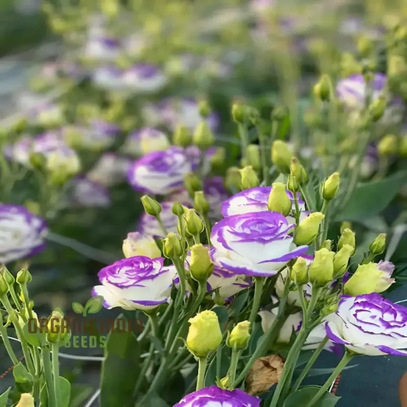 Mixed Lisianthus Flower Seeds for planting and Garden