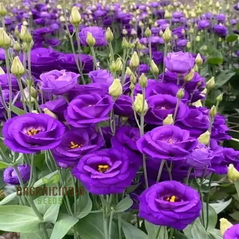Mixed Lisianthus Flower Seeds for planting and Garden