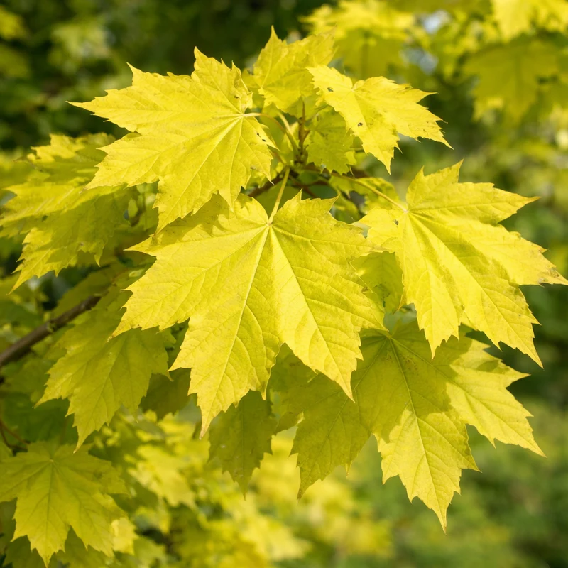 Acer platanoides ‘Princeton Gold’