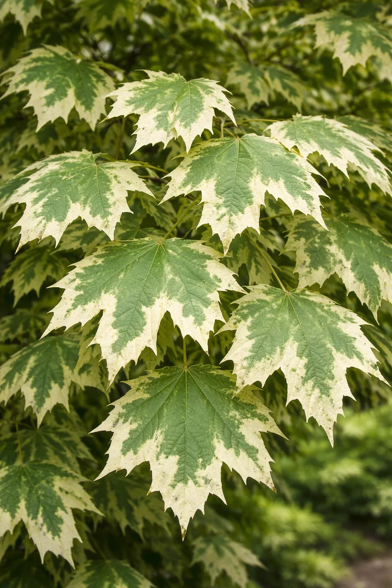 Acer platanoides ‘Drummondii’