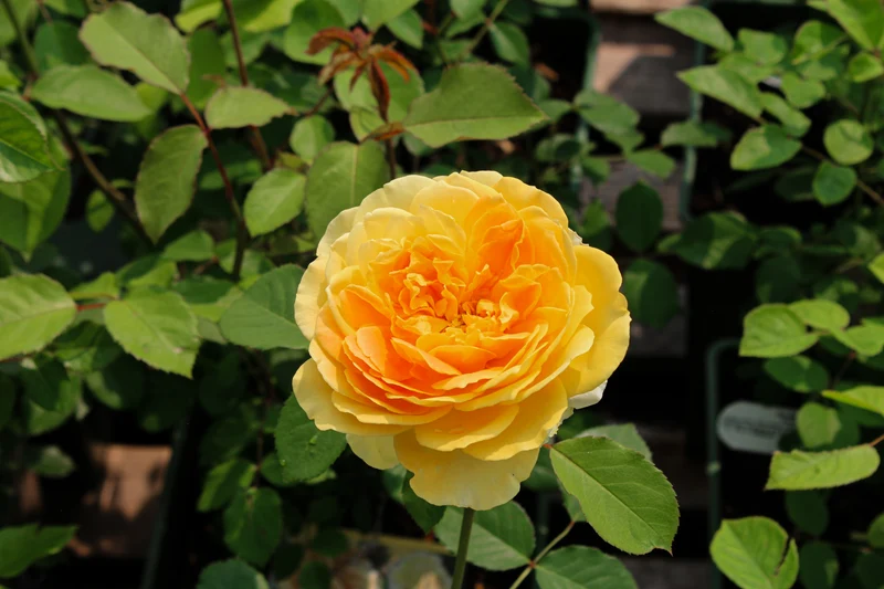 Rosier rustique 'Nye Bevan'