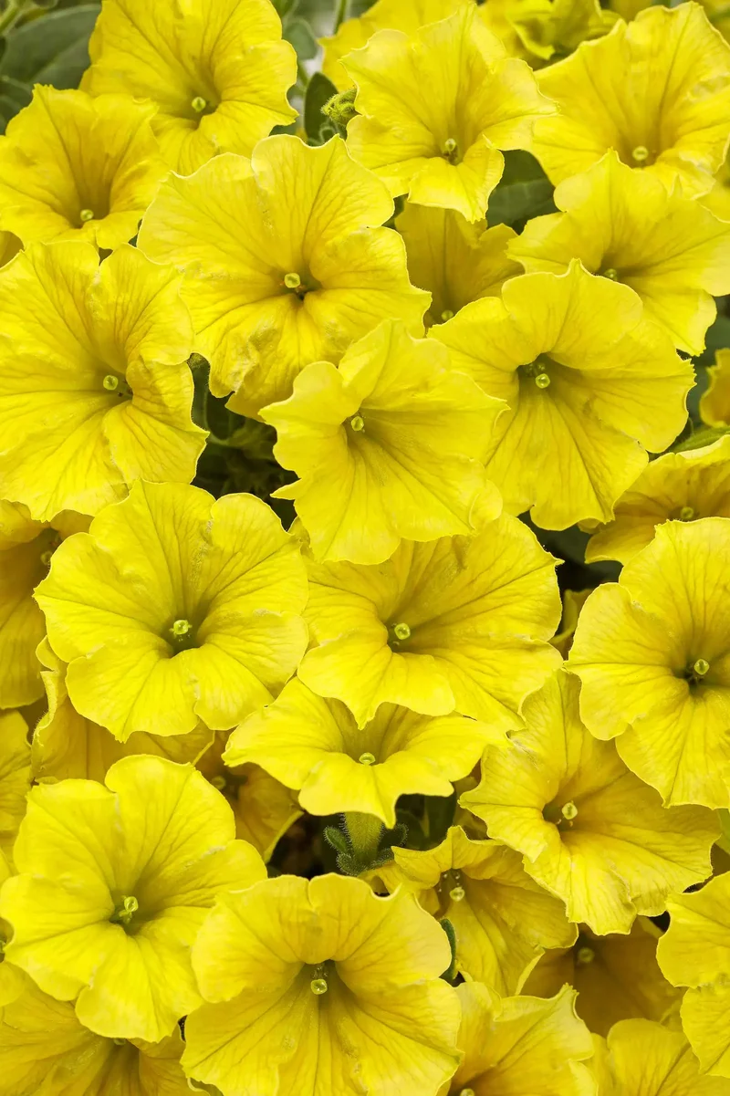 Yellow Petunia Seeds for Planting - Add Bright, Cheerful Blooms to Your Garden