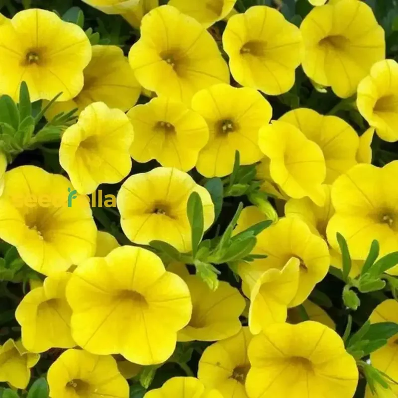 Yellow Petunia Seeds for Planting - Add Bright, Cheerful Blooms to Your Garden