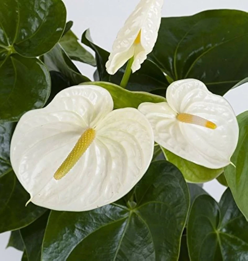 Anthurium Andraeanum White Seeds – Premium Indoor & Garden Planting Variety