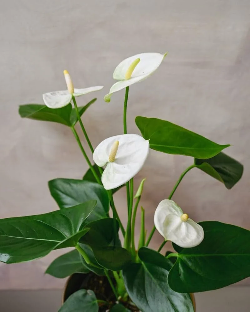 Anthurium Andraeanum White Seeds – Premium Indoor & Garden Planting Variety