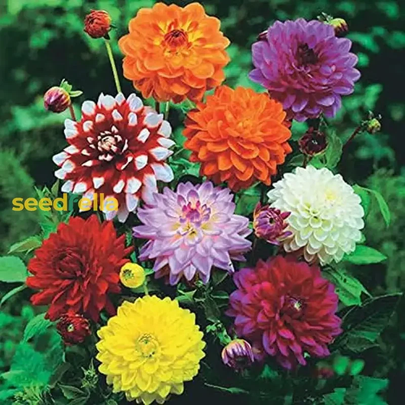 Multi-Color Dahlia Flower Seeds for Planting - Vibrant Mixed Varieties for a Beautiful Garden